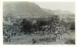 BR MTAPMT COL-200-210-211-00036 1